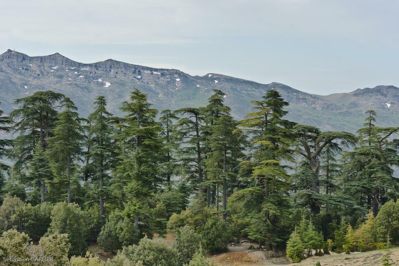 Un Havre De Paix A Ifrane Appartement Ifrane  Buitenkant foto